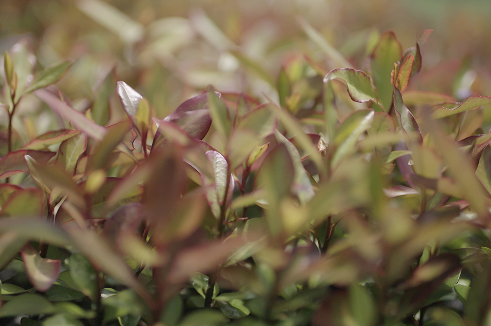 Hero Image Nautral Health 1000x665px