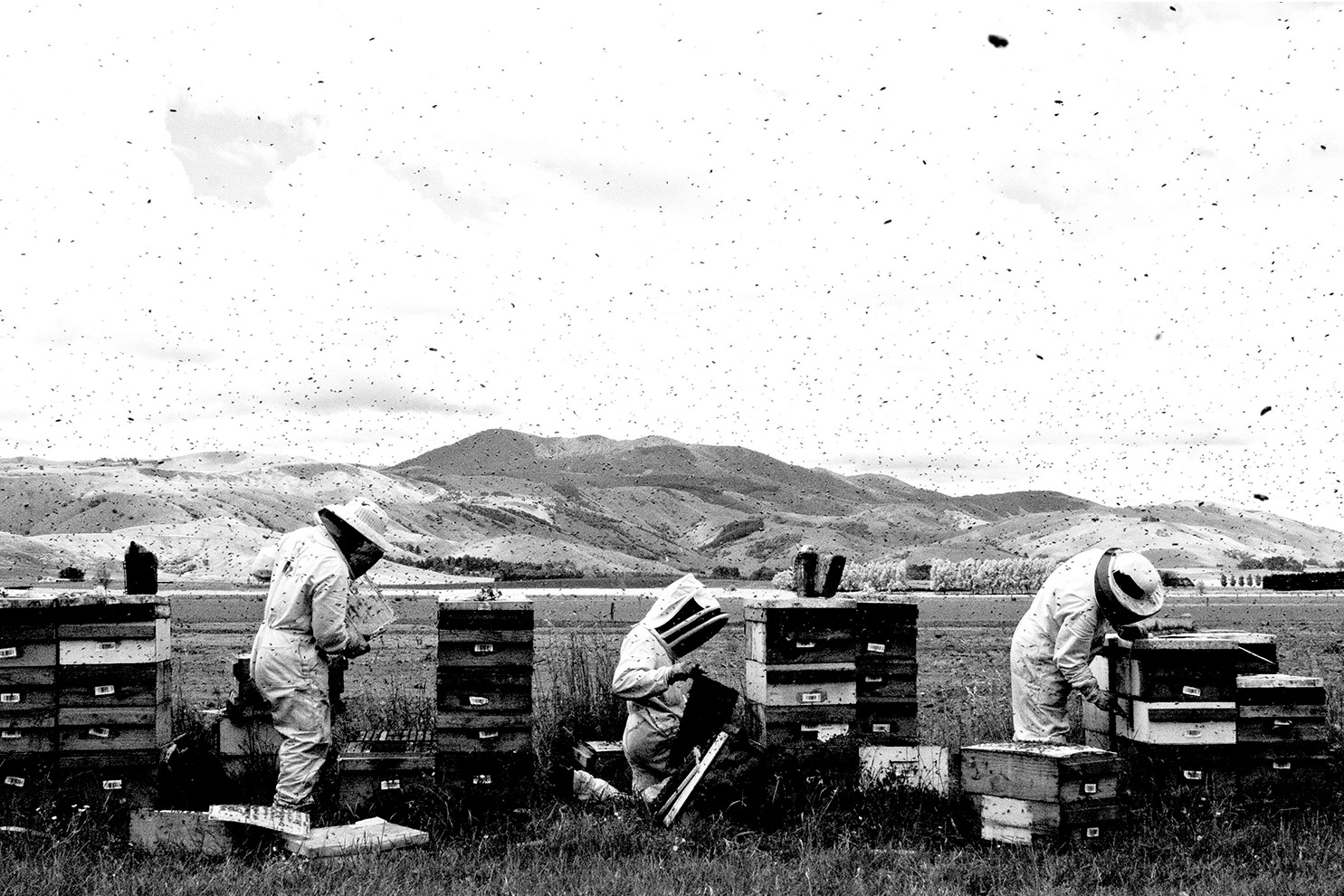 Action Beekeeping 1485x990