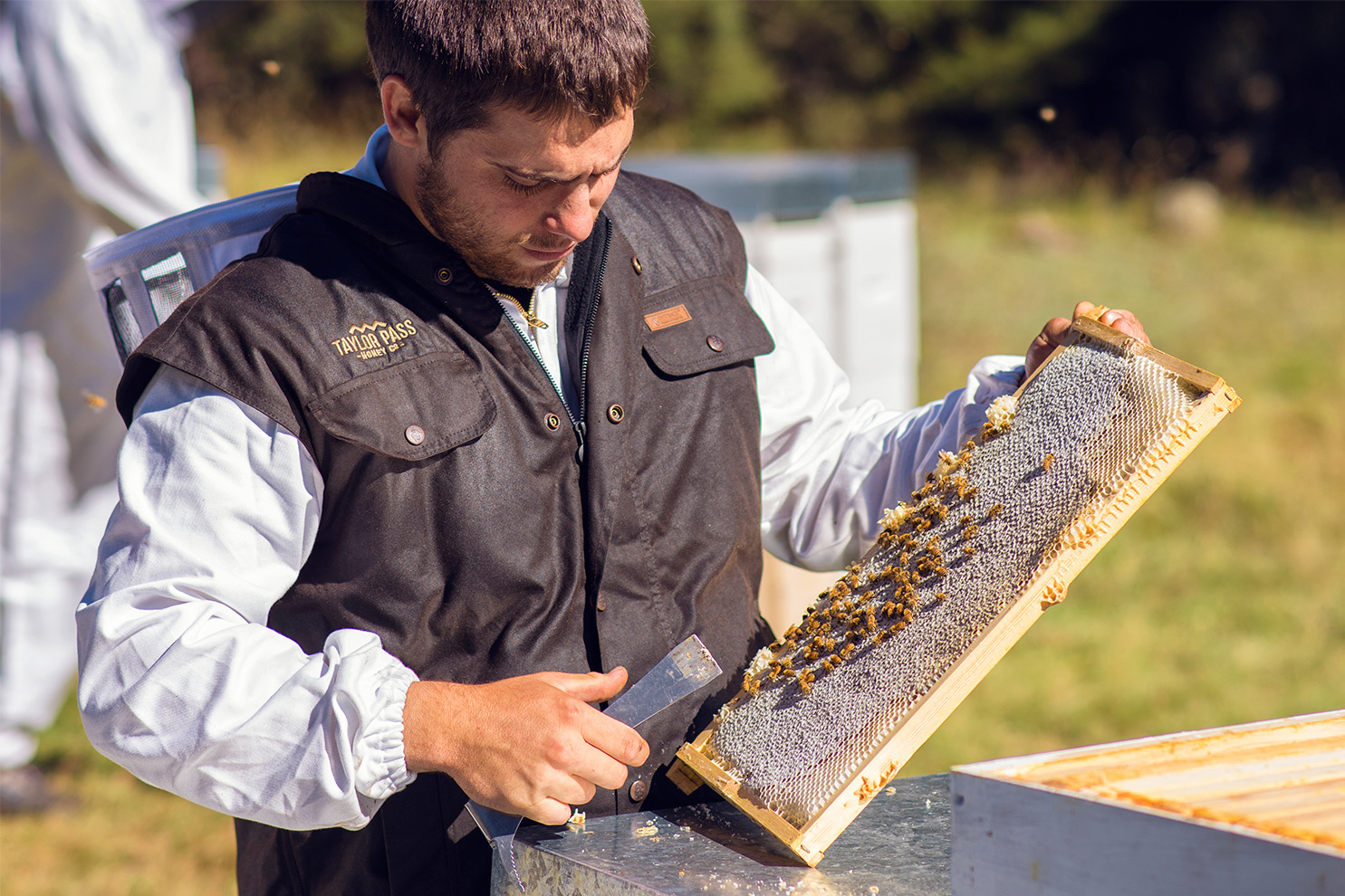 Beekeeper checking frame 1485x990