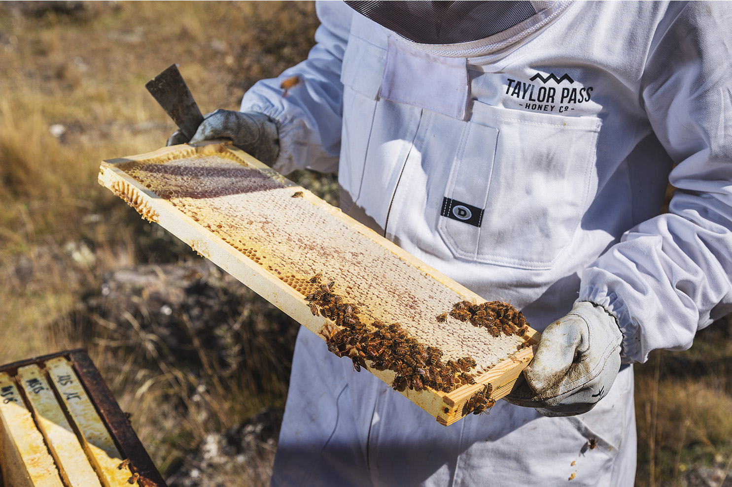 Beekeeper inspecting frame remote location 2 1485x990