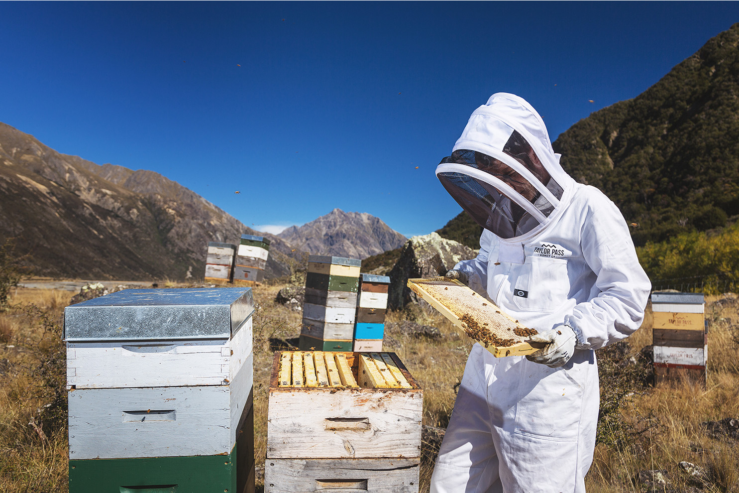 Beekeeper inspecting frame remote location 1485x990