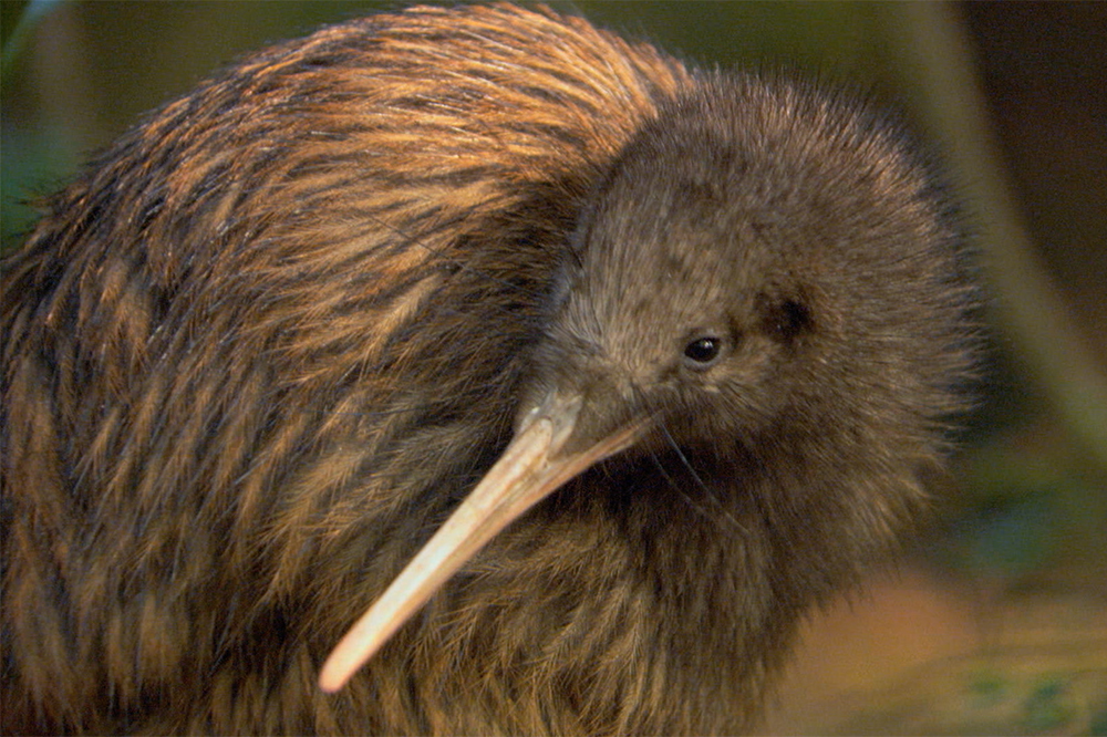 why are new zealanders called kiwis